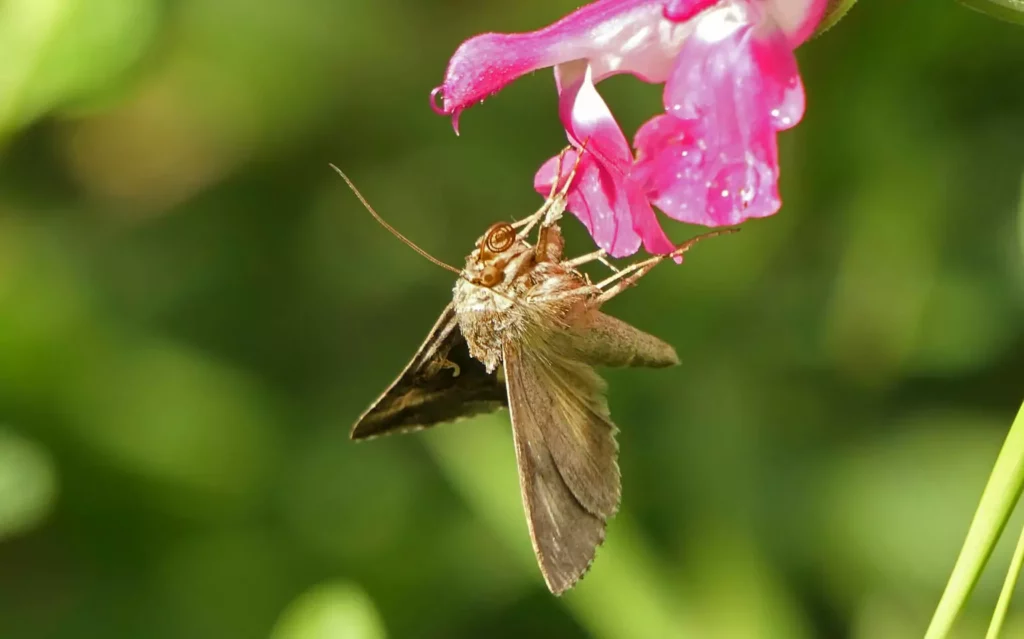 Autographa gamma