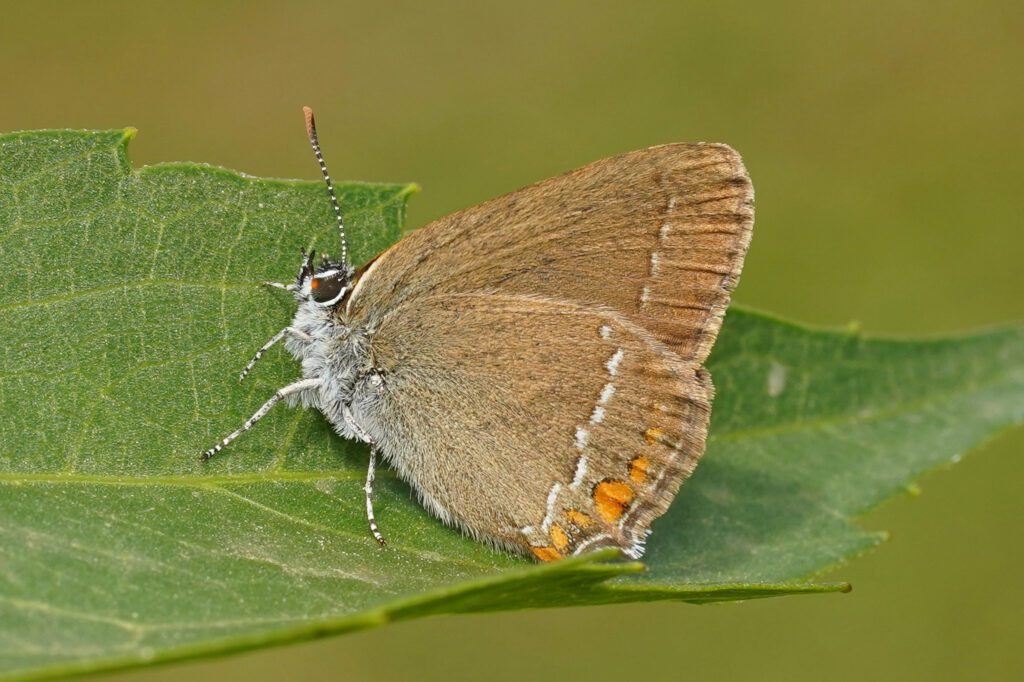 Thècle de l’aramel