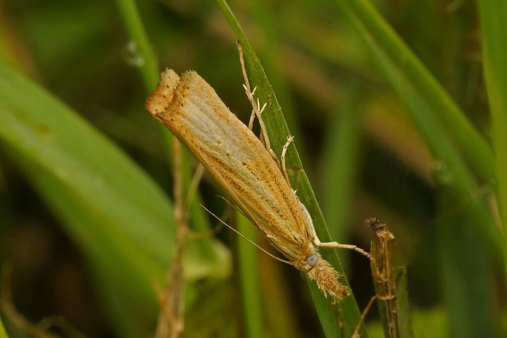 Crambus des chaumes (Agriphila straminella)