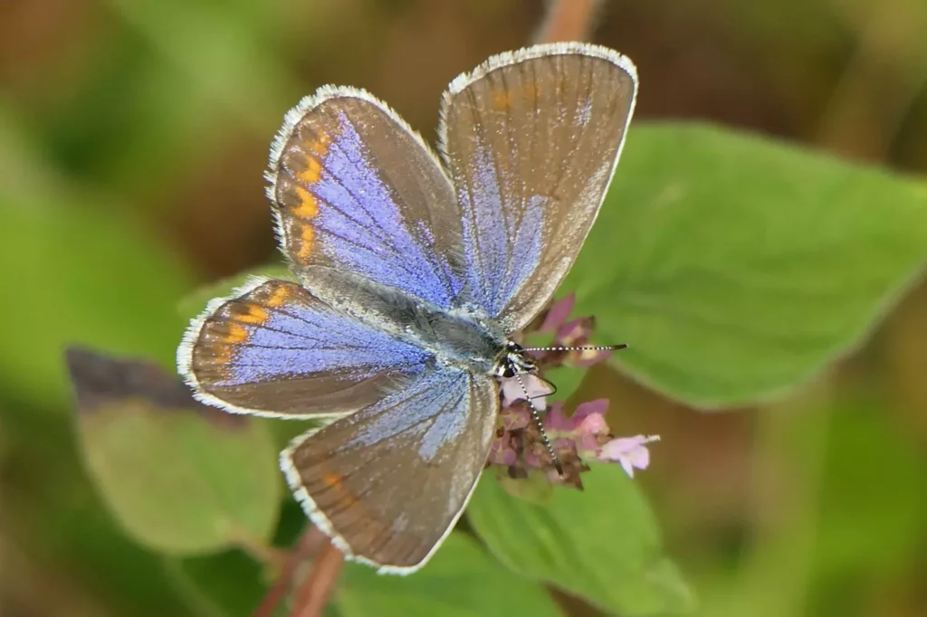 Azuré des coronilles Azuré des coronilles Plebejus argyrognomonargyrognomon