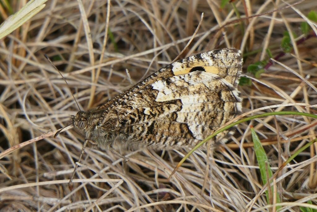 Agreste (Hipparchia semele)