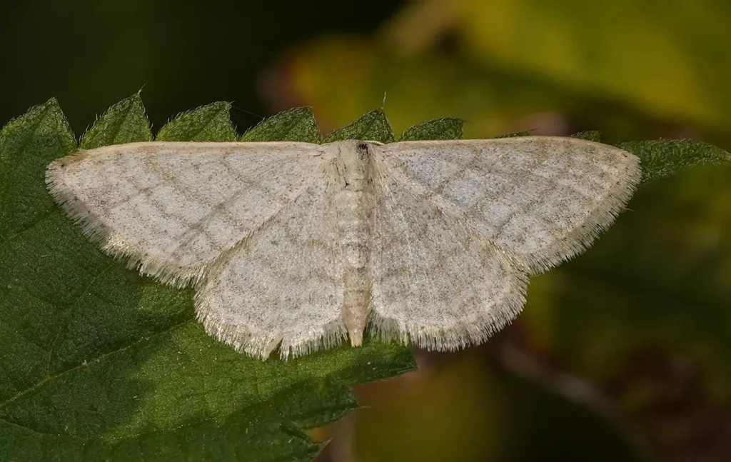 Acidalie blanchâtre (Idaea subsericeata)