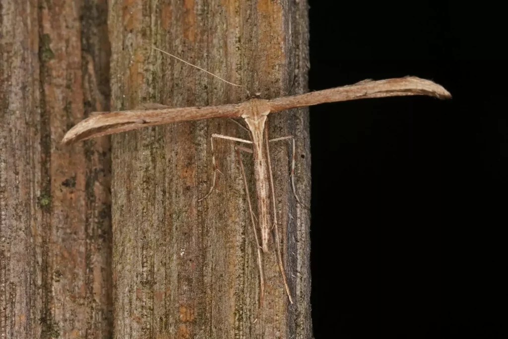 Ptérophore du liseron (Emmelina monodactyla)
