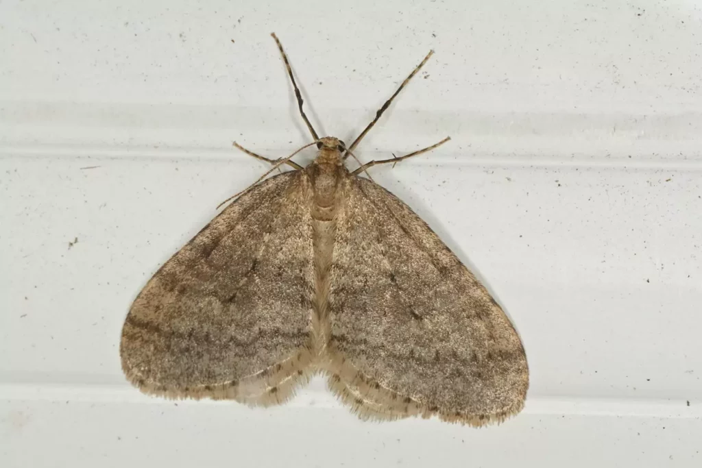 Operophtera brumata (