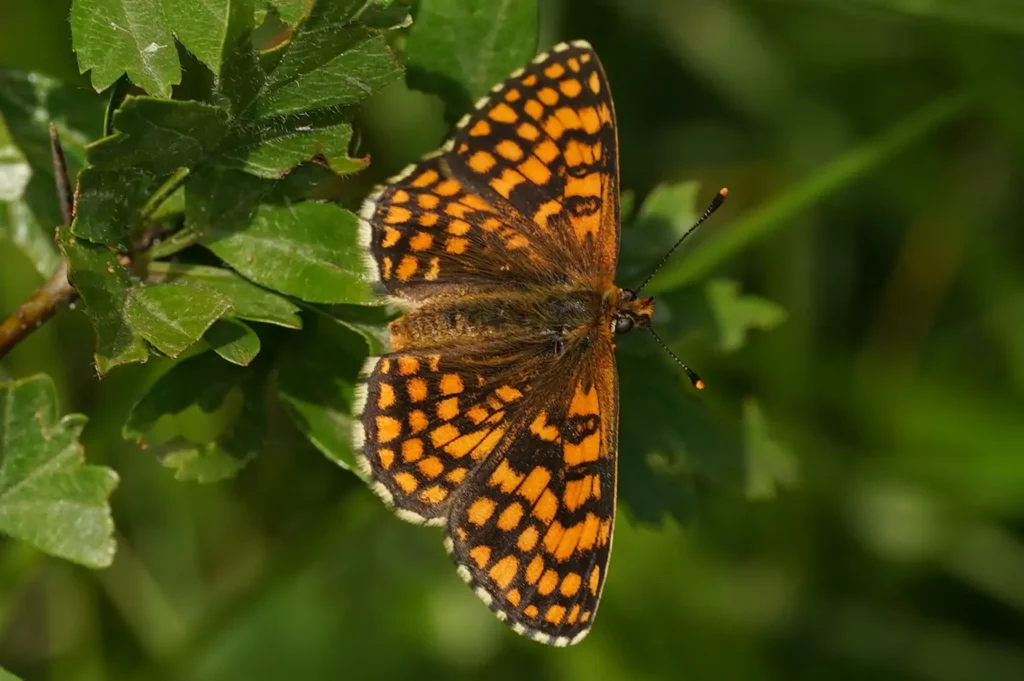 Mélitée du Mélampyre (Melitaea athalia)