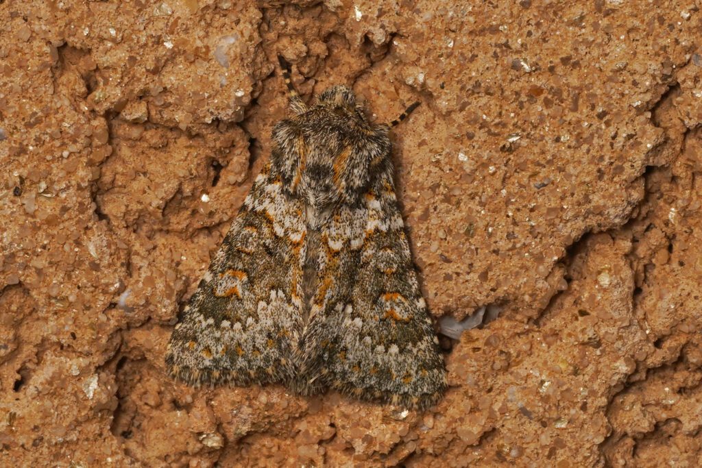 Noctuelle dysodée (Hecatera dysodea)