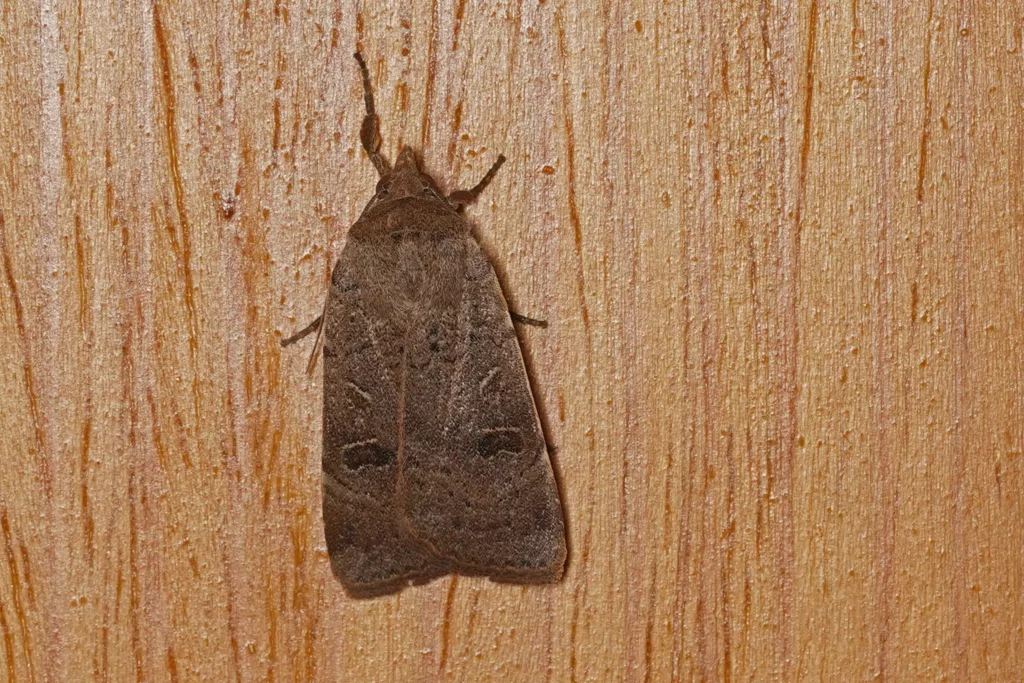 Hulotte (Noctua comes)