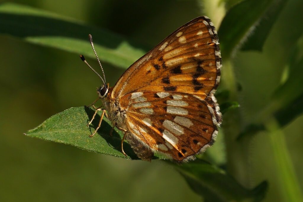 Lucine (Hamearis lucina)