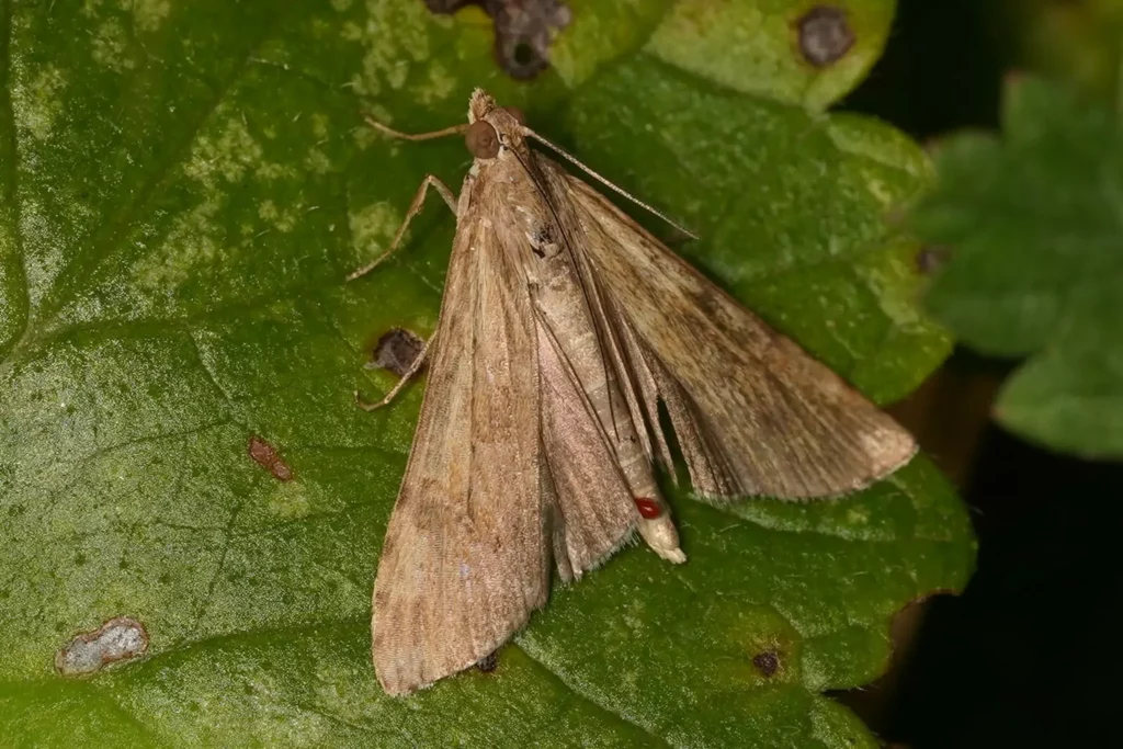 Pyrale de la luzerne (Nomophila noctuella)