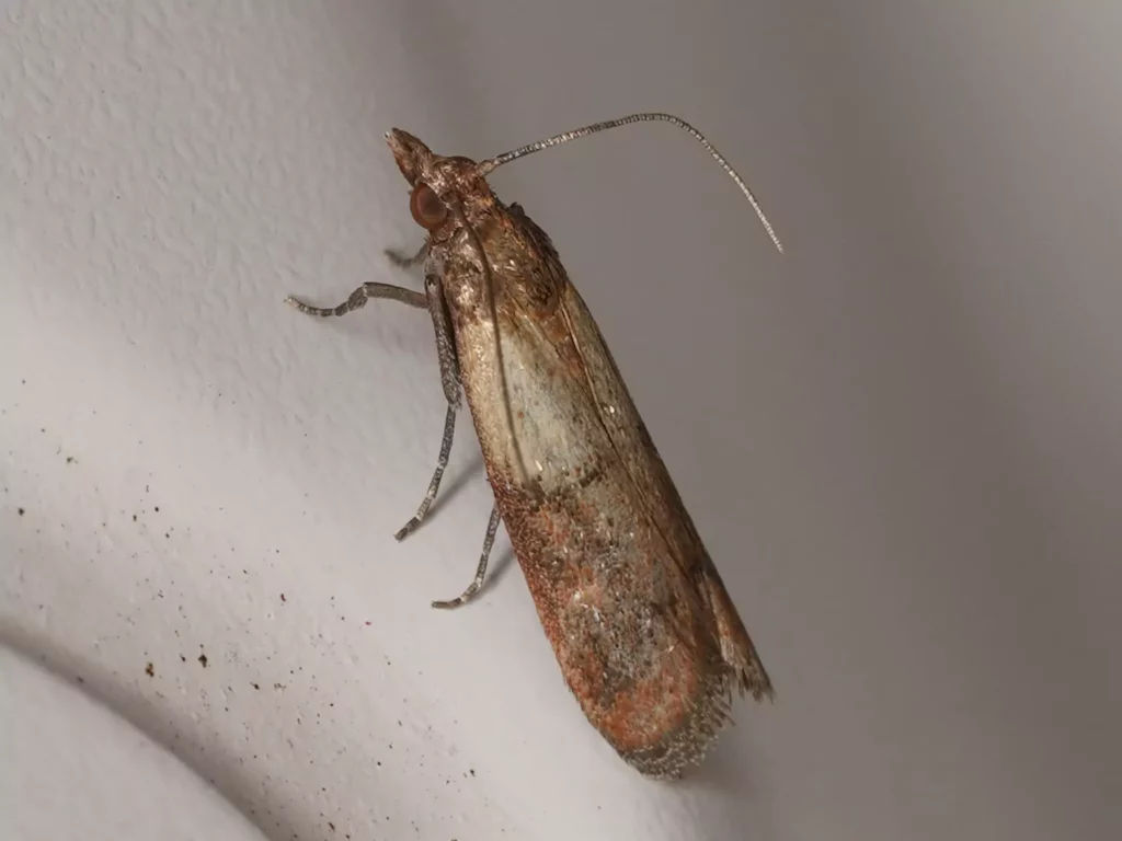Pyrale indienne (Plodia interpunctella)