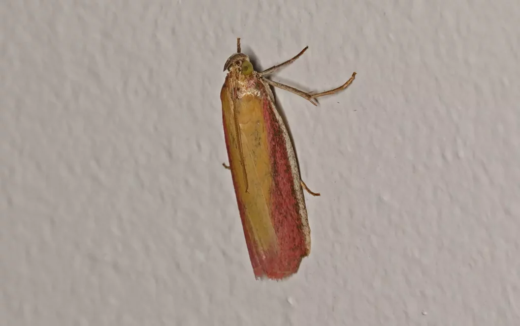 Phycide incarnat (Oncocera semirubella)
