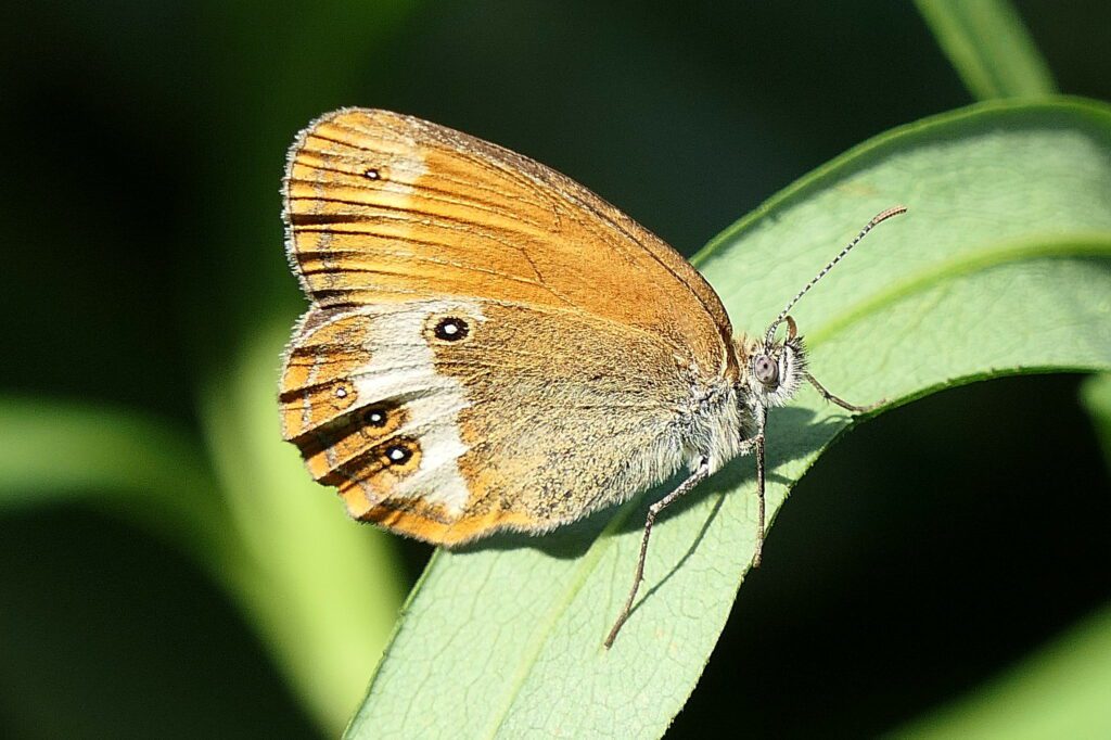 Céphale (Coenonympha arcania)