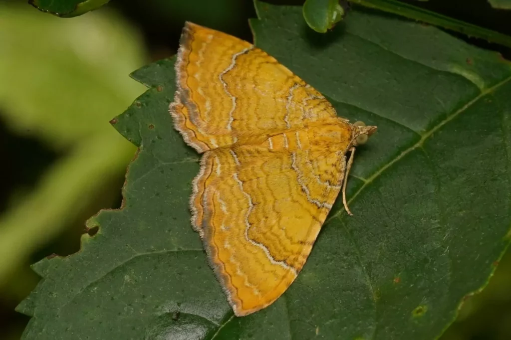 Brocatelle d’or (Camptogramma bilineata)