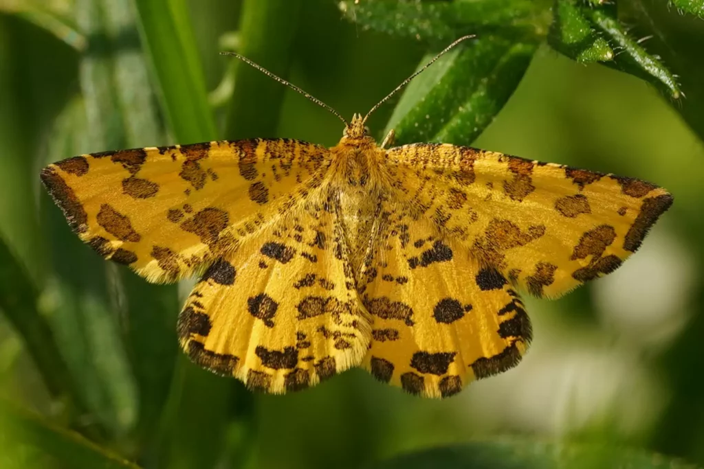 Panthère (Pseudopanthera macularia)