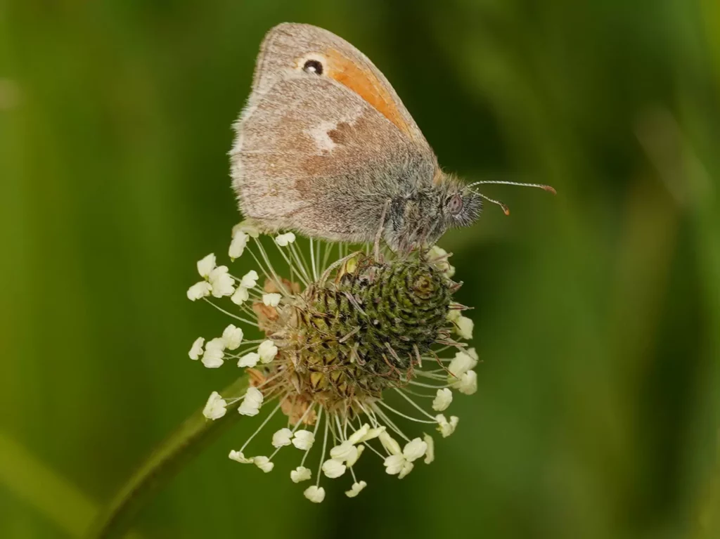 Fadet commun ( Procris) Coenonympha pamphilus Noms scientifiques Le nom de genre Coenonympha est construit à partir des mots grecs koinos, qui signifie « commun », et nymphê, qui signifie « nymphe ». Son sens exact reste discuté, mais il pourrait faire référence à un groupe de nymphes commun à plusieurs espèces de la famille des Nymphalidae. On retrouve en effet dans ce genre le Céphale, le Céphalion, le Satyrion, le Fadet des Laîches ou encore le Fadet des Garrigues. Ce nom évoque aussi une image poétique, celle de petites nymphes peuplant les prairies. Fadet commun (coenonympha pamphilus) Fadet commun (coenonympha pamphilus) On peut aussi imaginer qu’il fait allusion au fait que le Fadet commun est l’un des papillons de la famille des Nymphalidae les plus fréquents dans les jardins. L’épithète pamphilus est empruntée à la mythologie grecque, comme Linné aimait le faire. Pamphilos était l’un des cinquante fils d’Égyptos qui épousèrent les cinquante Danaïdes. Dans sa Zoonymie du Fadet commun, Jean-Yves Cordier rapporte la justification donnée par Linné lui-même dans le Systema Naturae : « Danaorum Candidorum nomina a filiabus Danai Aegypti, Feltivorum a filiis mutuatus sum. » que l’on peut traduire par : « J’ai donné aux Danaens blancs les noms des filles de Danaos ; j’ai emprunté ceux des espèces colorées aux fils d’Égyptos. » Pour lire mon article sur cette espèce , c’est ici. Noms vernaculaires Le nom « Fadet » est un diminutif de « fée » et signifie « lutin ». Issu du folklore de la France centrale, notamment des légendes poitevines et berrichonnes, il désigne de petits êtres espiègles cachés dans les herbes. Il fait directement référence au vol léger et joueur du papillon. Le mot « Procris » vient lui aussi de la mythologie grecque. Procris était la fille d’Érechthée, roi d’Athènes, et formait un couple légendaire avec Céphale. Elle possédait une lance magique qui ne manquait jamais sa cible, une trajectoire rectiligne qui rappelle le vol bas et direct du papillon entre les tiges. (Céphale est d’ailleurs un autre papillon du genre Coenonympha.) En dehors de ses appellations les plus courantes, ce papillon possède deux autres noms vernaculaires. « Pamphile » est une francisation de son nom scientifique. Il est aussi parfois appelé « Petit Papillon des foins », une appellation populaire qui souligne son attachement aux prairies de fauche, aux clairières et aux herbiers secs où il vit et se reproduit. Les noms à l’étranger Les pays voisins ont eux aussi choisi des noms très évocateurs pour désigner ce petit habitant des prairies. Les Anglais l’appellent « Small Heath » (« Petite bruyère »), un nom qui fait référence à sa petite taille et à sa présence dans les landes et les milieux ouverts. Les Allemands utilisent le terme « Kleines Wiesenvögelchen » (« Petit oiseau des prés »). Cette appellation poétique rappelle, comme en français, son lien étroit avec les prairies. Les Espagnols le nomment « Ninfita de la linde » (« Petite nymphe de la lisière »), une expression qui évoque à la fois son appartenance aux Nymphalidae et son habitat favori. Les Italiens l’appellent « Coenonympha del Panfilo » (« Coenonympha du Pamphile »), une dénomination directement inspirée de son nom scientifique. Fadet commun (coenonympha pamphilus)