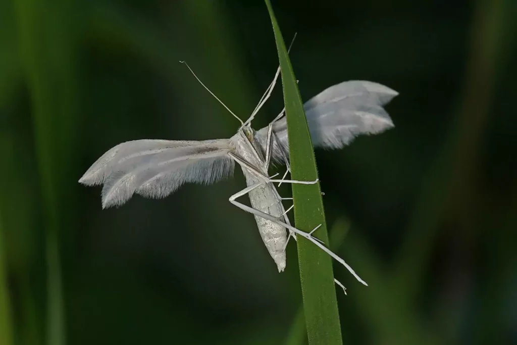 Ptérophore blanc (Pterophorus pentadactyla)
