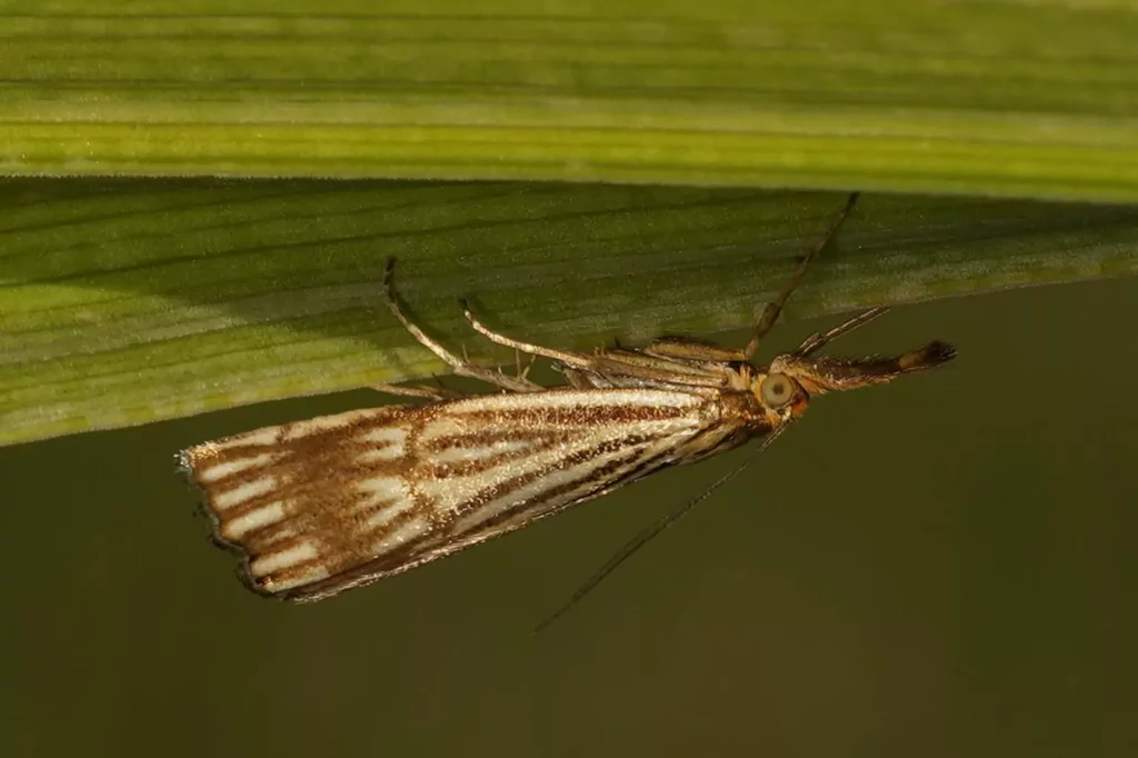 Crambus rayé (Chrysocrambus craterella)