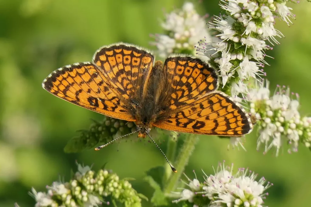 Mélitée du plantain (Melitaea cinxia)