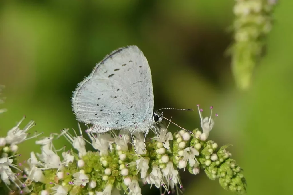 Azuré des nerpruns (Celastrina argiolus)