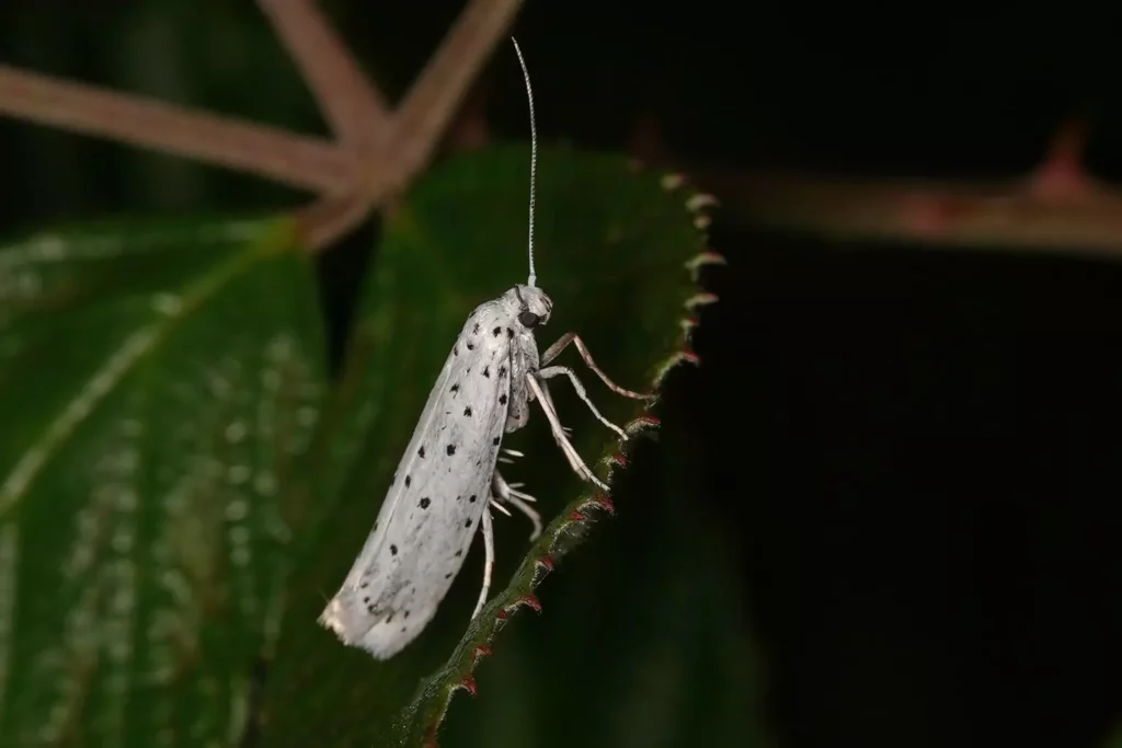 Hyponomeute du fusain (Yponomeuta cagnagella)