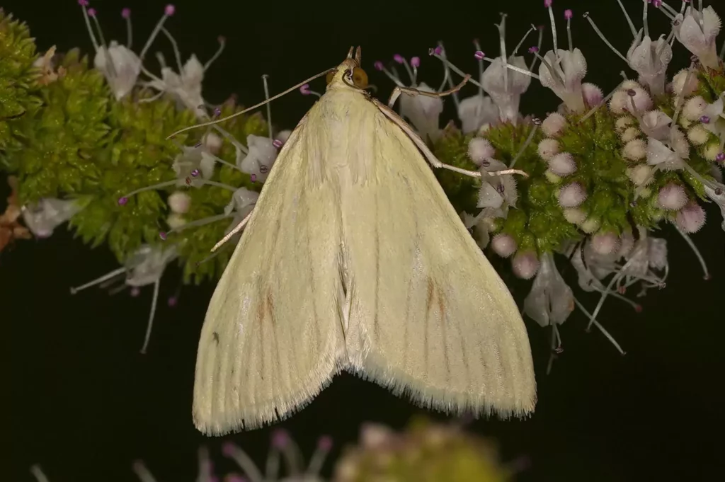 Botys verdâtre (Sitochroa palealis)