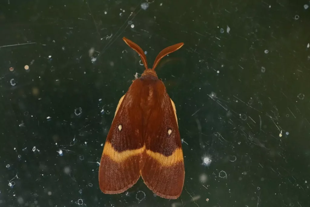 Bombyx du chêne (Lasiocampa quercus)