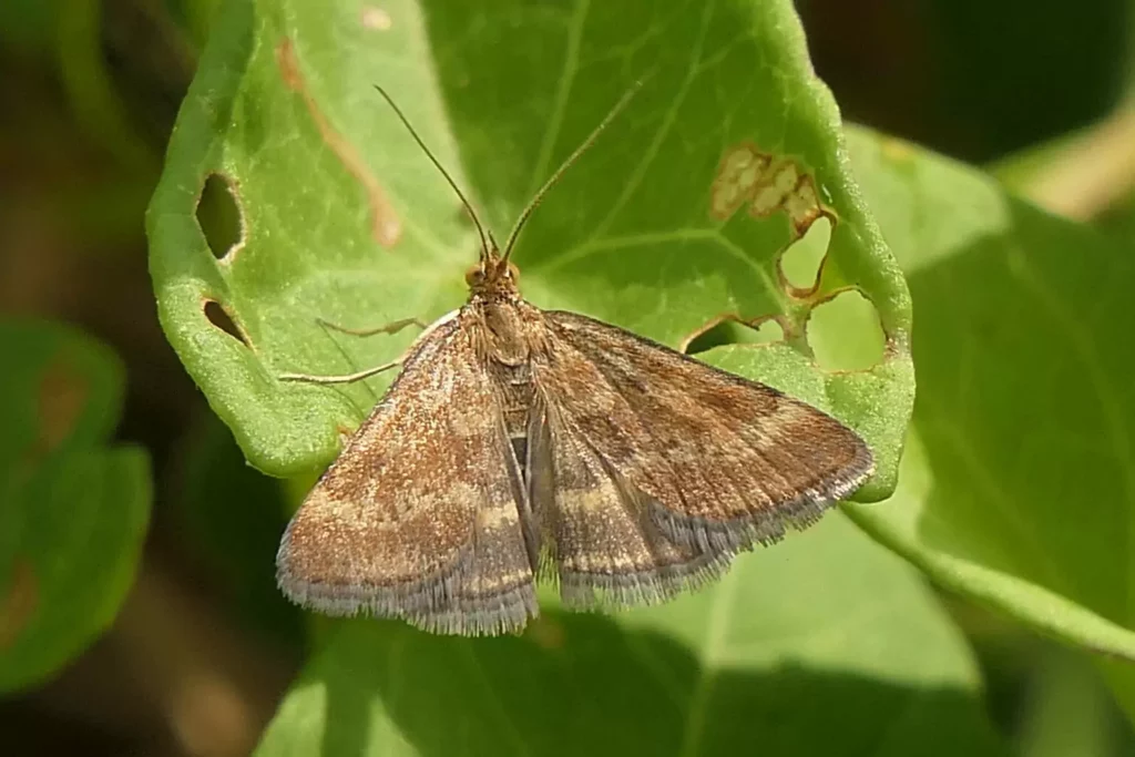 Pyrauste du plantain (Pyrausta despicata)