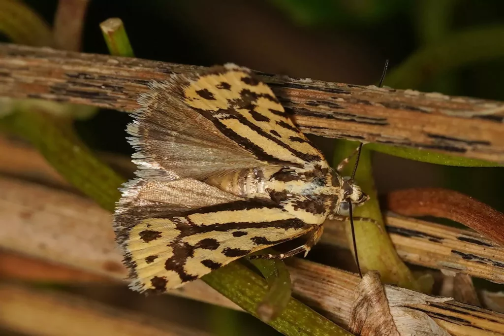 Arlequinette jaune (Acontia trabealis)