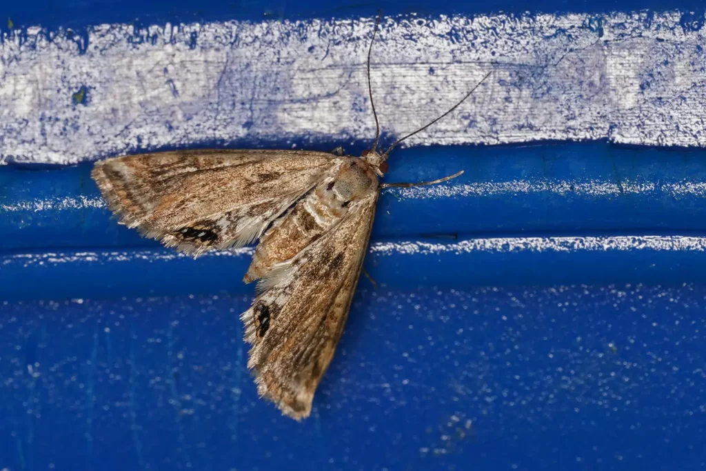 Hydrocampe de la lentille d’eau (Cataclysta lemnata)(Cataclysta lemnata),c’est ici
