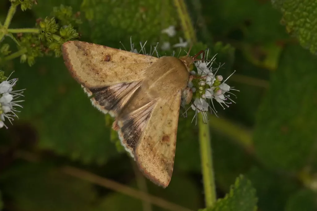 Noctuelle de la tomate (Helicoverpa ar