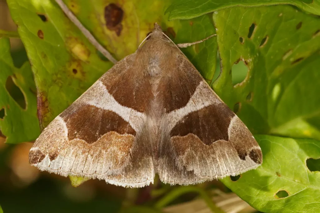 La Passagère (Dysgonia algira)