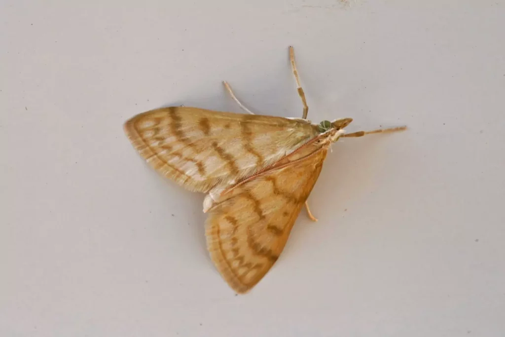Botys de la molène (Paracorsia repandalis)