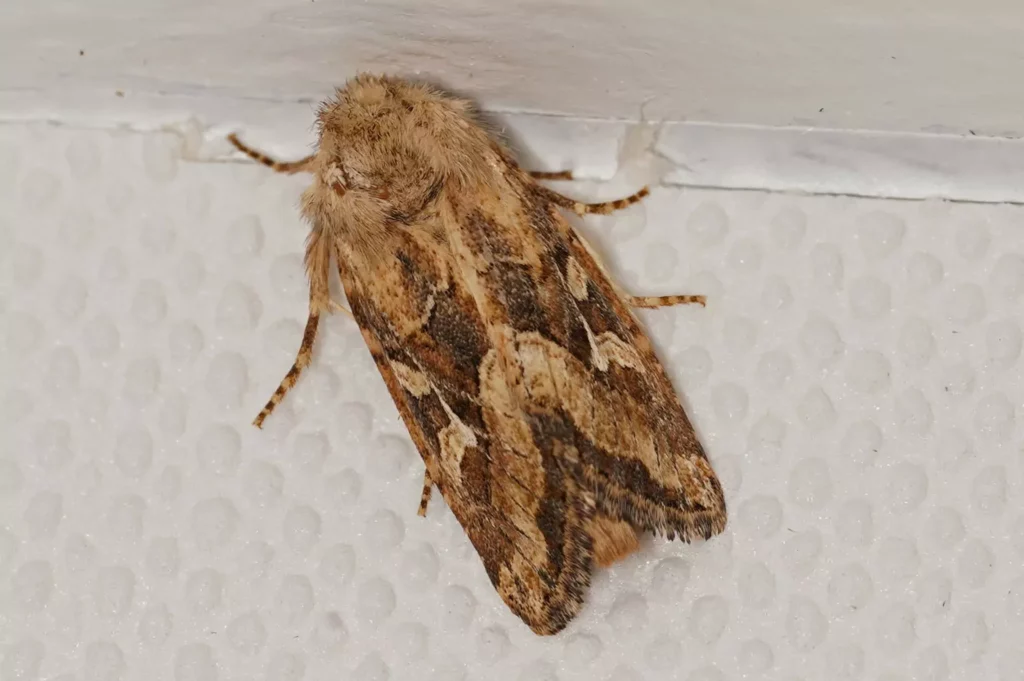 Noctuelle de Duméril (Luperina dumerilii)