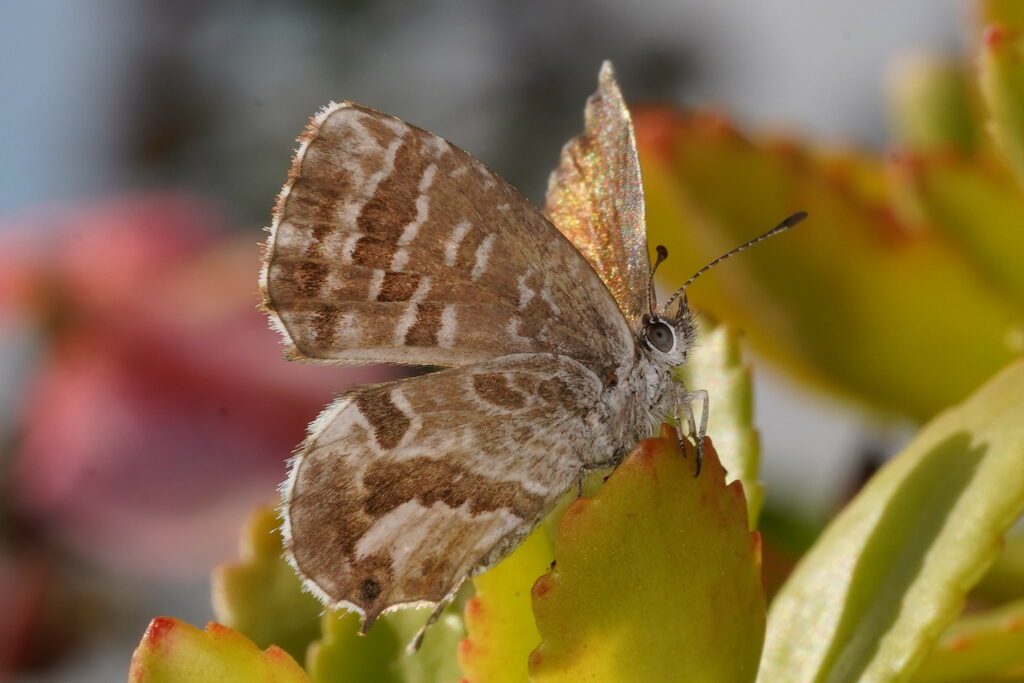 Brun des pélargoniums (Cacyreus marshalli)