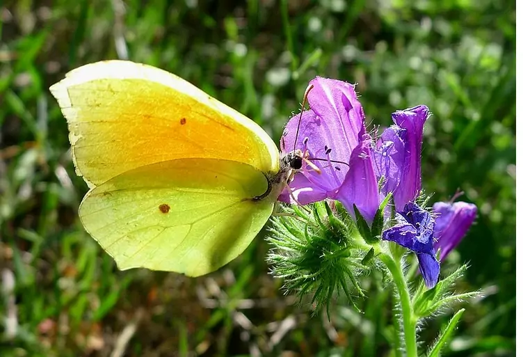 Citron de Provence (Gonepteryx cleopatra)