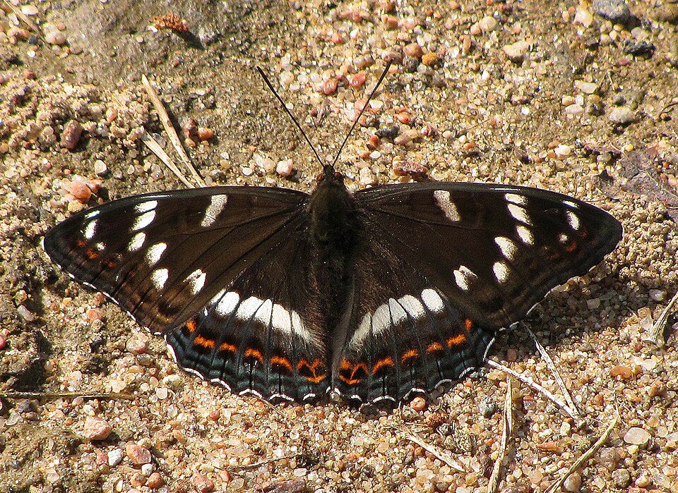 Grand Sylvain (Limenitis populi)