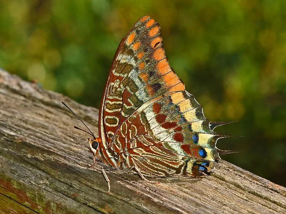 Pacha à deux queues (Charaxes jasius)