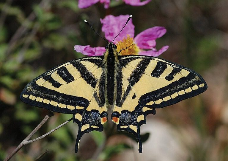 Alexanor (Papilio alexanor)
