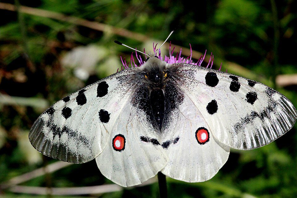 Apollon (Parnassius apollo) étymologies,c’est ici