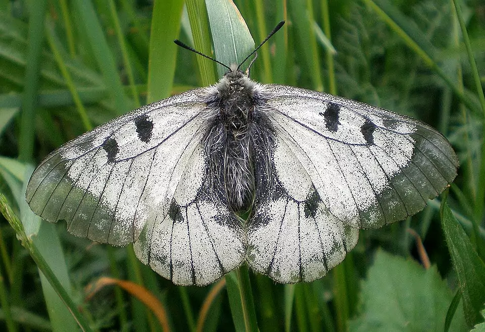 Sémi-Apollon (Parnassius mnemosyne) Domaine public Photo Hinox, CC BY 3.0
