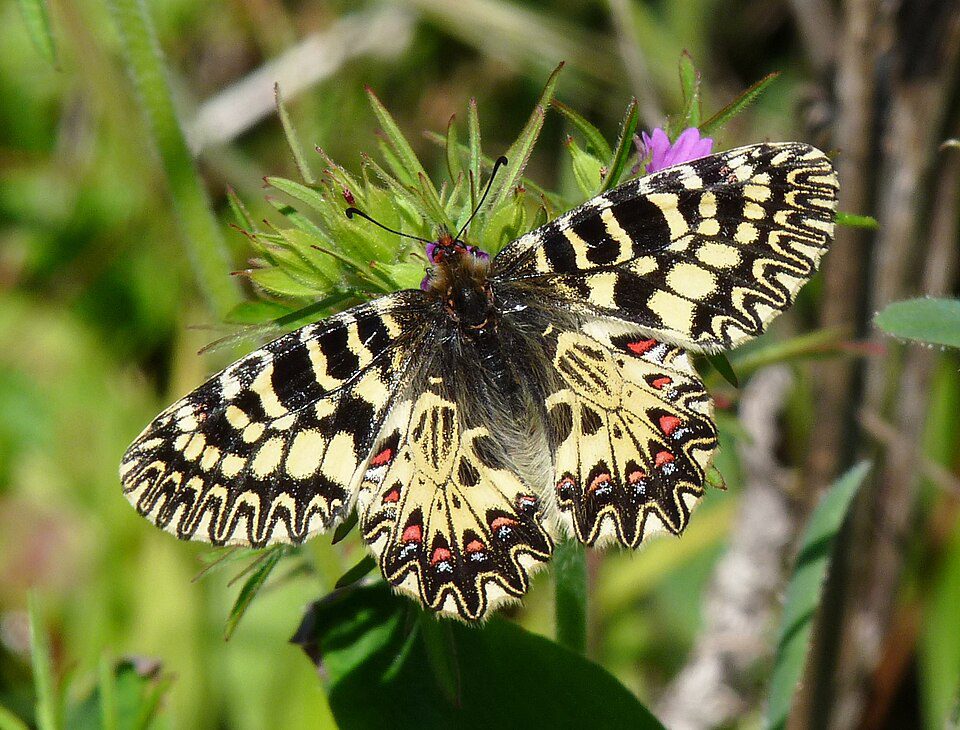 Diane (Zerynthia polyxena)