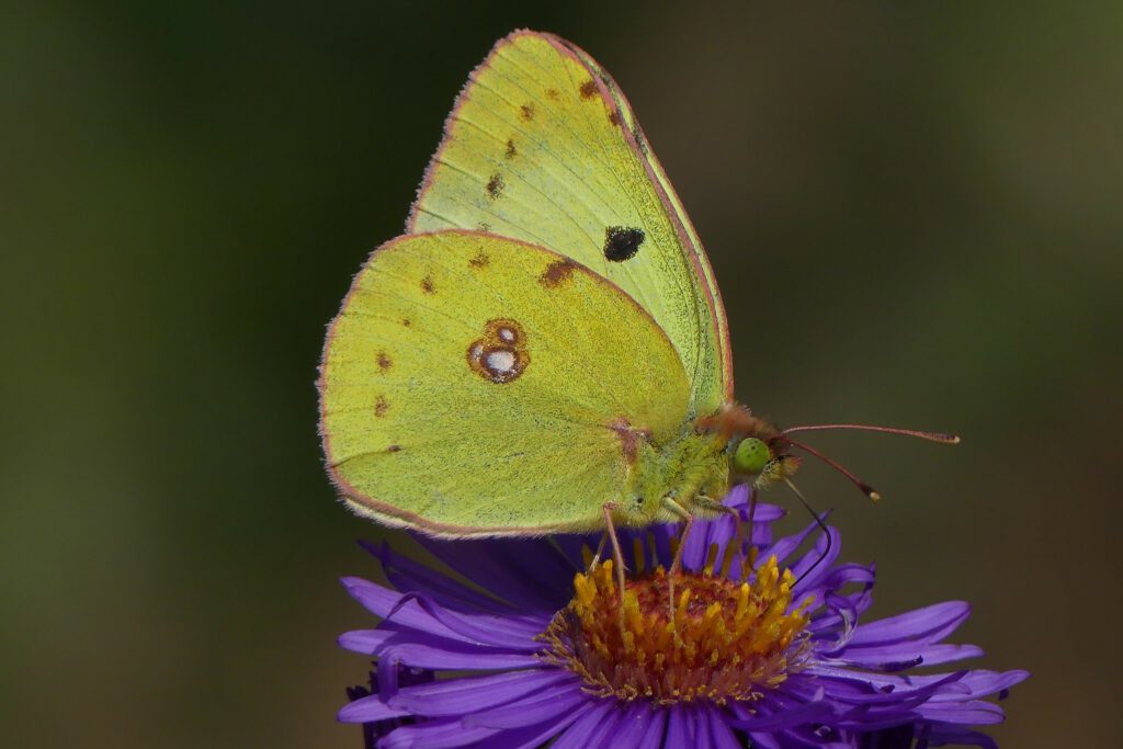 Soufré (Colias hyale)