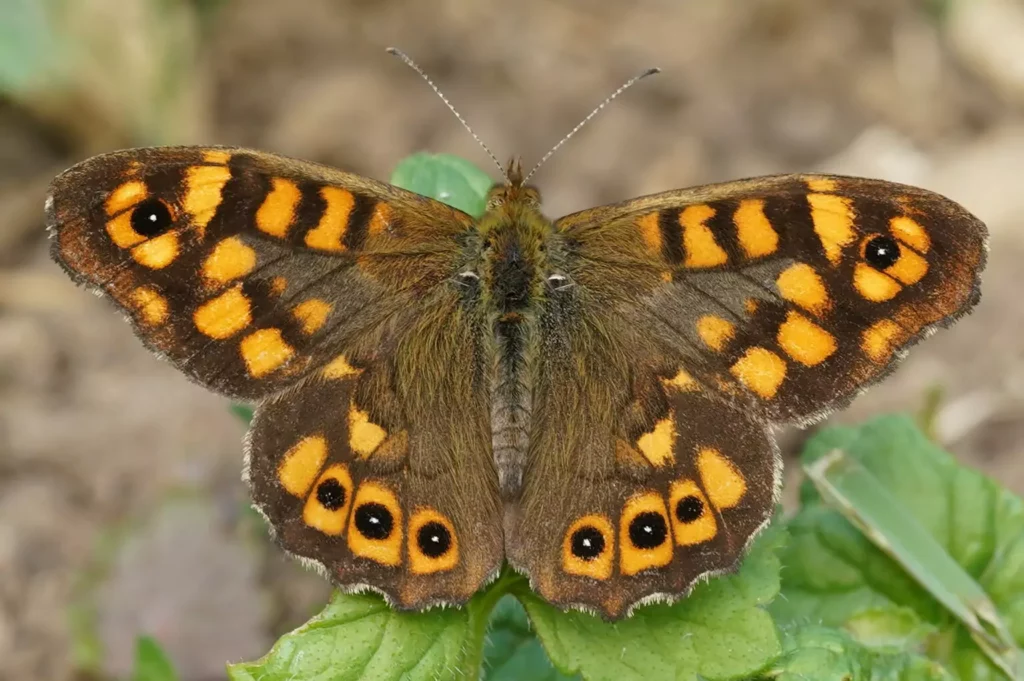Tircis (Pararge aegeria)