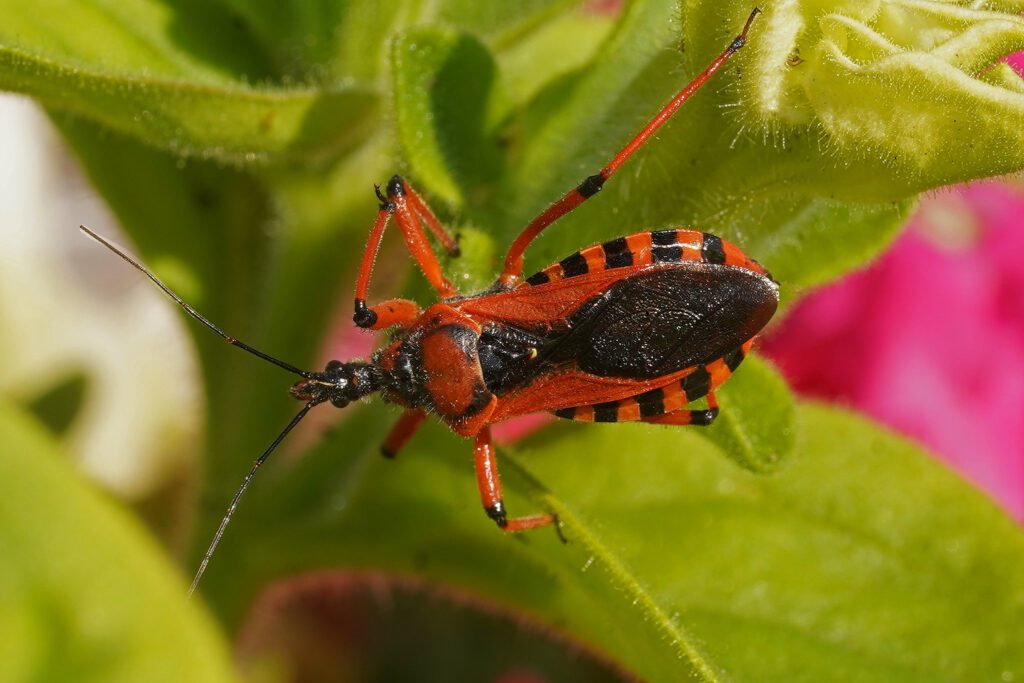 réduve irascible (Rhynocoris iracundus)