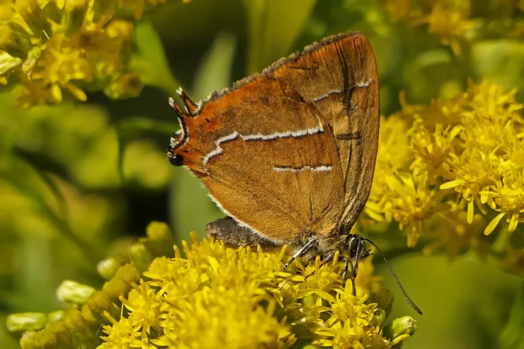 Thècle du bouleau (Thecla betulae)