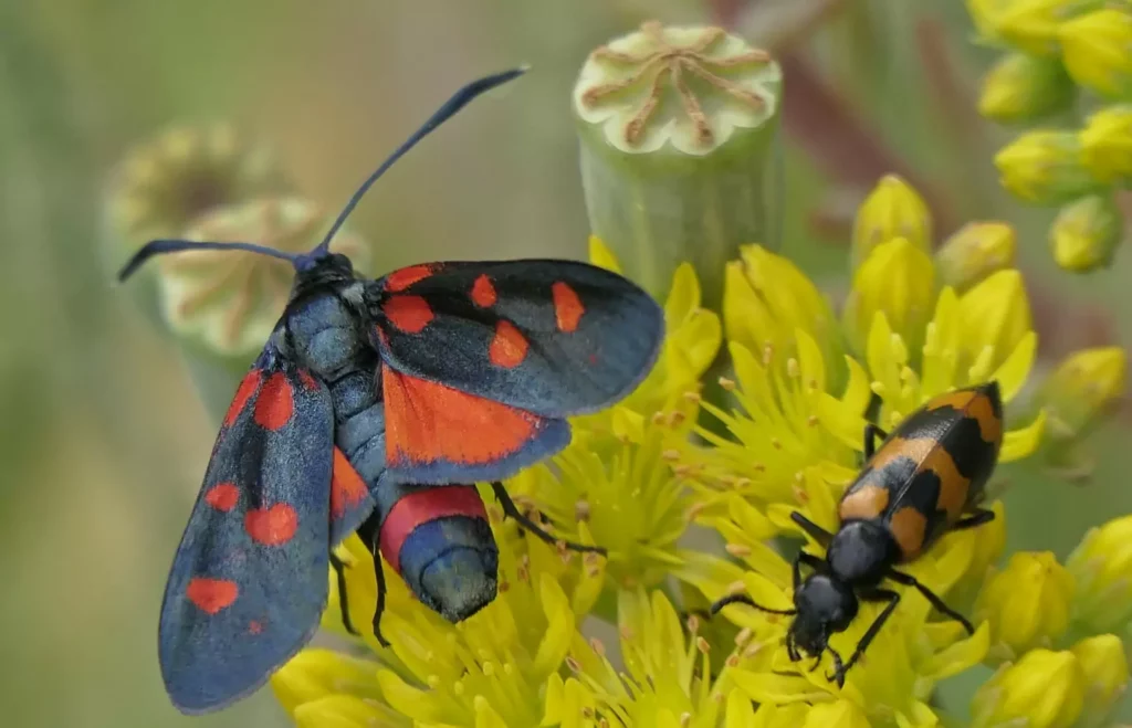 Zygène de la coronille (Zygaena ephialtes)
