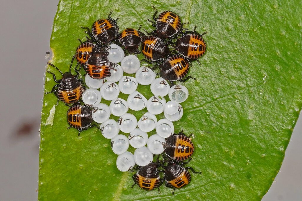 Oeufs de punaises et punaises Halyomorpha halys sur feuille d'oranger du mexique
