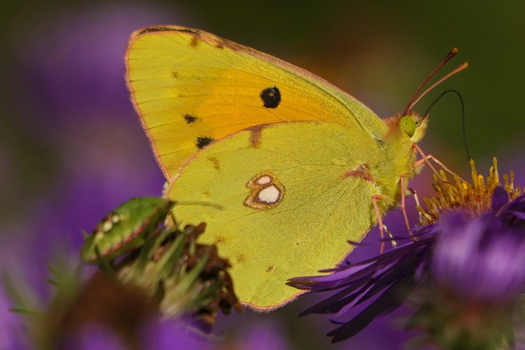 Souci femelle Colias crocea