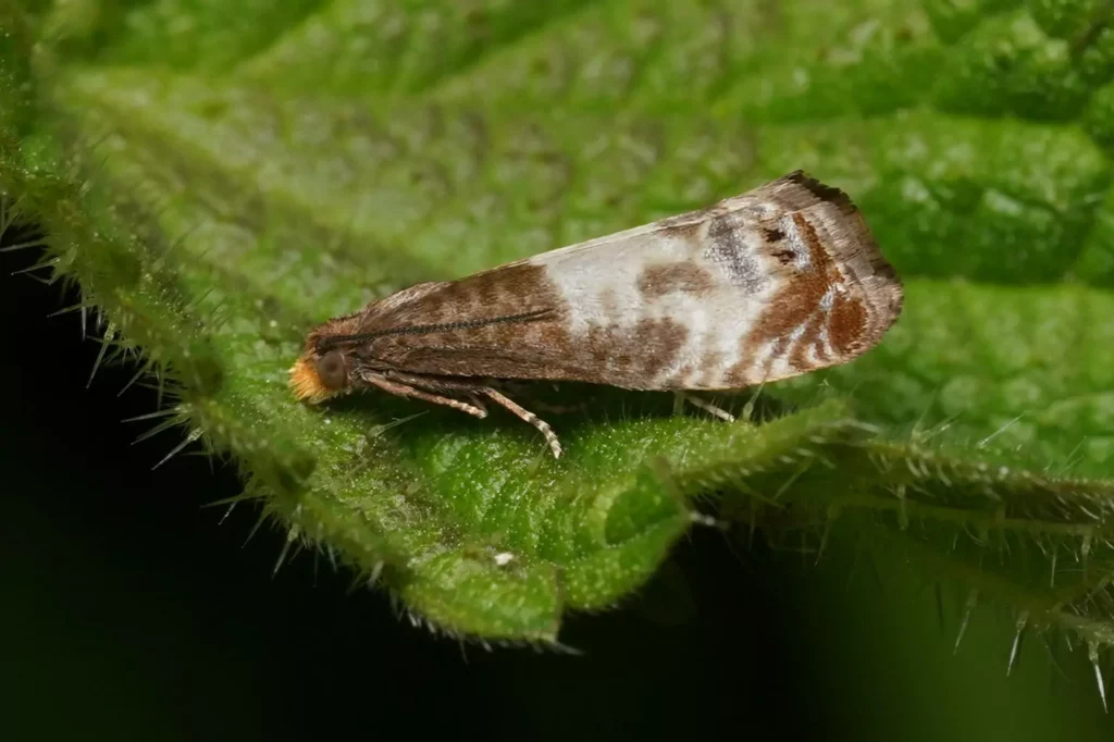 Tordeuse du rosier Notocelia cynosbatella Étymologie Le nom de genre Notocelia est d’étymologie incertaine. Il est probablement formé des mots grecs nôtos (νῶτος), « dos », et koilia (κοιλία), « cavité » ou « creux ». Cette construction pourrait faire référence au relief créé par les dessins des ailes antérieures ou à leur profil caractéristique. Toutefois, aucun auteur ne semble avoir expliqué explicitement l’origine de ce nom. Cette interprétation doit donc être considérée comme une hypothèse. Tordeuse du rosier (Notocelia cynosbatella) Tordeuse du rosier (Notocelia cynosbatella) L’épithète cynosbatella dérive du grec cynosbatos (κύνοσβατος), le nom antique de l’églantier, repris ensuite par les auteurs latins avant d’être remplacé par Rosa canina. Le suffixe diminutif latin -ella signifie « petite ». Cynosbatella peut donc se traduire par « la petite espèce de l’églantier », en référence à la plante sur laquelle se développe principalement sa chenille. Noms vernaculaires Le nom vernaculaire français « tordeuse du rosier » fait directement référence au comportement de la chenille qui enroule ou tord les feuilles des rosiers à l’aide de fils de soie afin de se construire un abri où elle se nourrit et se développe. Cette habitude est à l’origine du nom de nombreuses espèces de la famille des Tortricidés, appelées « tordeuses ». Le complément « du rosier » rappelle que cette espèce vit principalement sur les rosiers sauvages et cultivés. À ma connaissance, cette espèce ne possède pas d’autre nom vernaculaire français largement employé. Les noms à l’étranger Les noms vernaculaires de cette espèce évoquent le plus souvent soit le rosier, soit l’aspect des ailes. Les Néerlandais la nomment « Hermelijnbladroller », que l’on peut traduire par « tordeuse hermine ». Ce nom fait référence au contraste entre les plages blanches et les zones brun foncé des ailes, qui rappelle la robe de l’hermine. Les Norvégiens l’appellent « Hagerosevikler », c’est-à-dire « tordeuse des rosiers de jardin », tandis que les Suédois utilisent le nom « Rosenvecklare », qui signifie simplement « tordeuse du rosier ». Dans plusieurs autres pays, notamment en Allemagne, en Angleterre, en Espagne et en Italie, aucun nom vernaculaire ne s’est véritablement imposé. Les naturalistes utilisent le plus souvent le nom scientifique Notocelia cynosbatella.