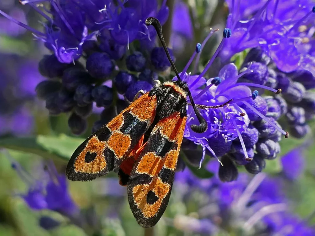 Zygène de la petite coronille (Zygaena fausta)